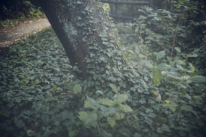 写真作品