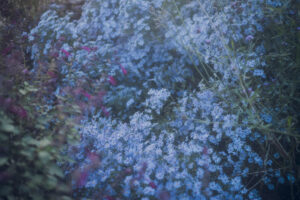 写真作品