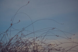 写真作品