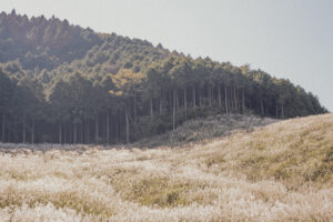 写真作品