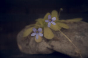 写真作品