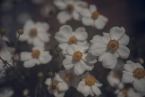 写真作品