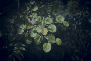 写真作品