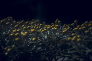 写真作品