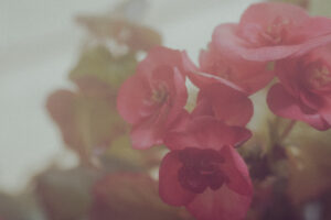 写真作品