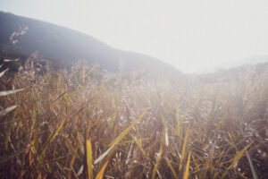 写真作品