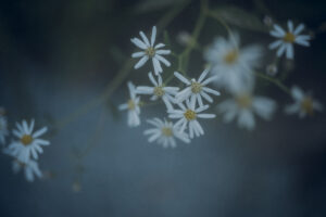 写真作品