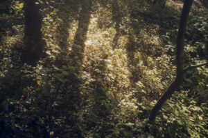 写真作品