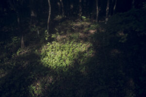 写真作品