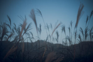 写真作品