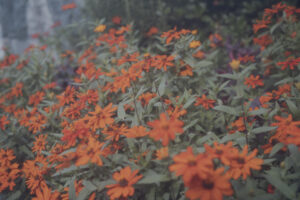写真作品