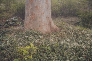 写真作品