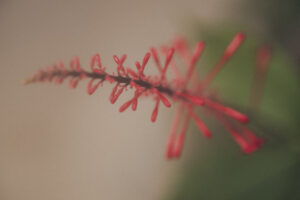 写真作品