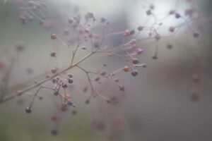 写真作品