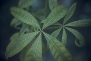 写真作品