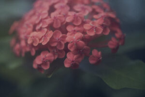 写真作品