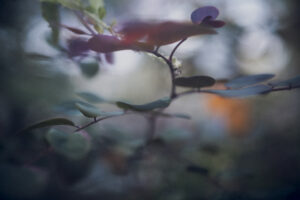 写真作品