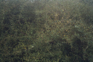 写真作品