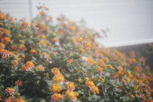 写真作品