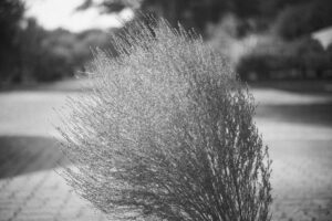 写真作品
