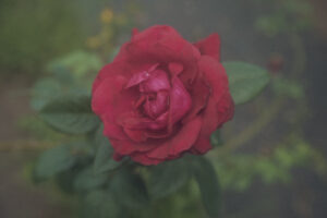 写真作品
