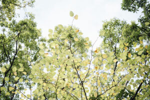 写真作品