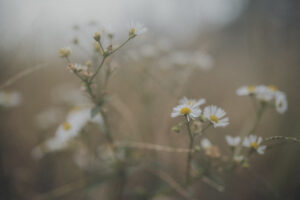 写真作品