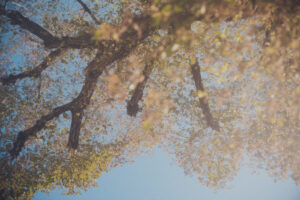 写真作品