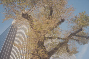 写真作品