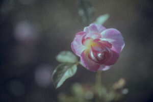 写真作品