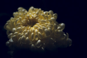 写真作品