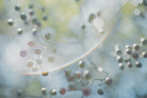 写真作品