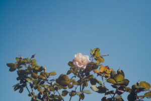 写真作品