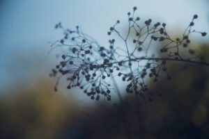 写真作品