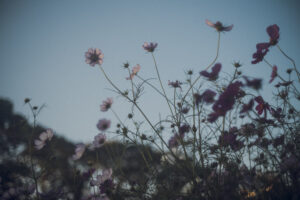 写真作品