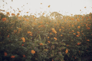 写真作品