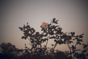 写真作品