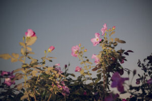 写真作品