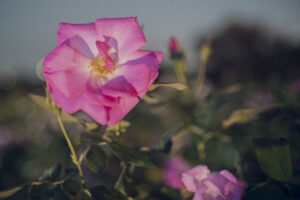 写真作品