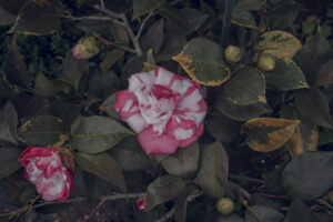 写真作品