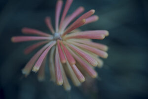 写真作品
