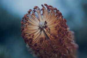 写真作品