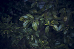写真作品