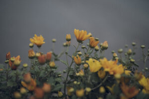 写真作品