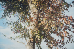 写真作品