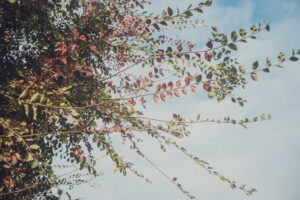 写真作品