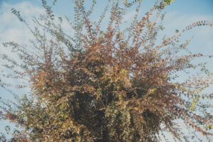 写真作品