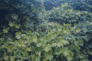 写真作品