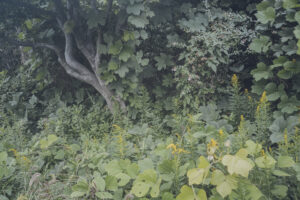 写真作品