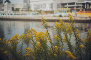 写真作品